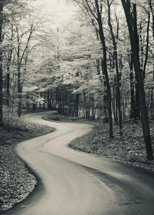 Essence & Ember - Environment - forest path